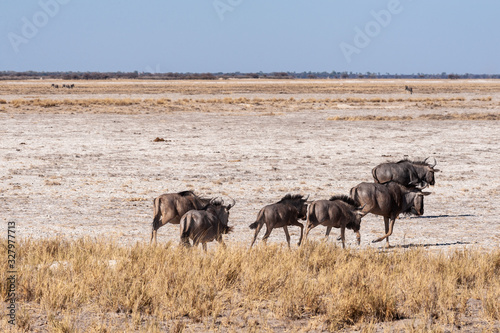 A herd of Blue Wildebeest -Connochaetes taurinus- also known as Gnus, heading out onto the salt pans of Etosha National Park, Namibia. © Goldilock Project