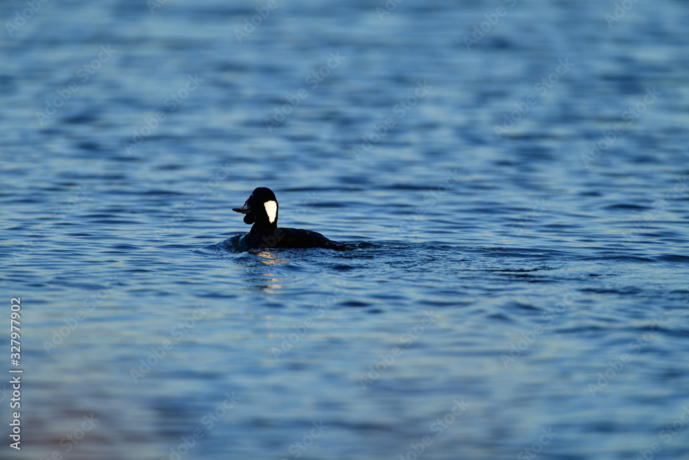 Fototapeta premium A Surf Scoter with Lunch in Bill