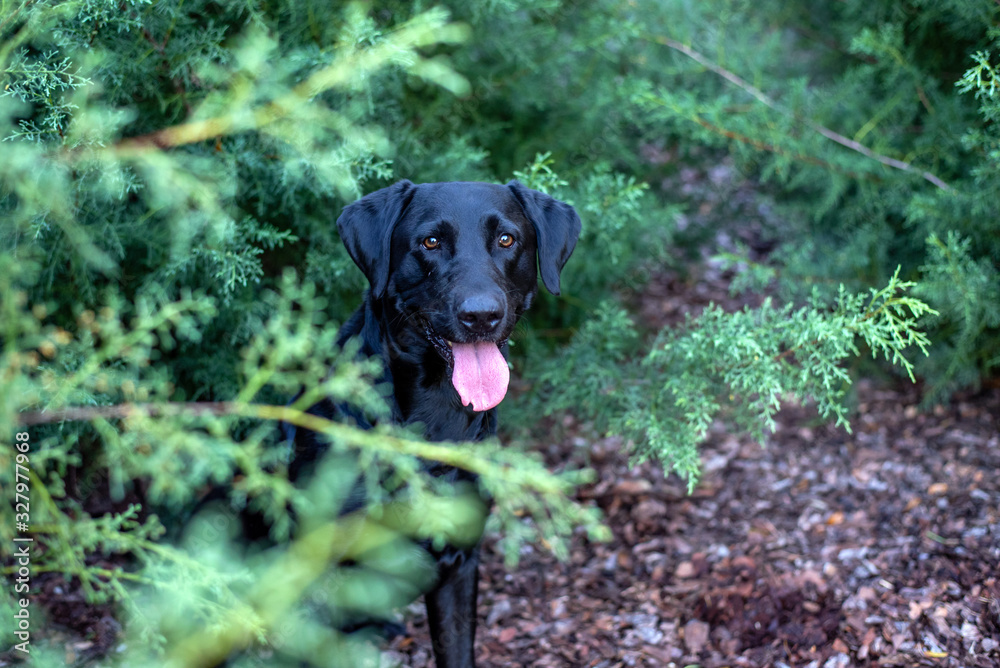 Black labrador dog sitting in blue cypress trees Black labrador dog sitting in blue cypress trees