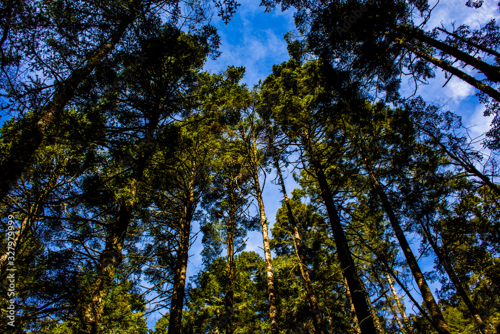 Obraz premium Trees with a point of view to the sky