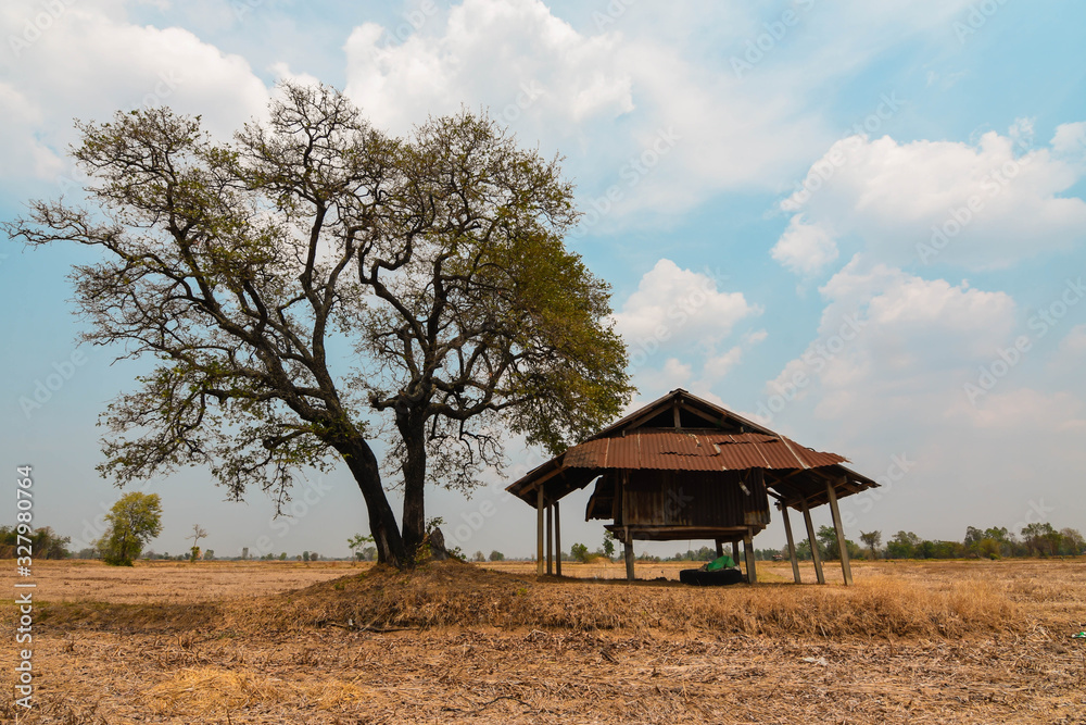 Wooden cabins, trees leave leaves in arid fields Global warming is threatening Southeast Asia, Burma, Laos, Thailand, Cambodia.