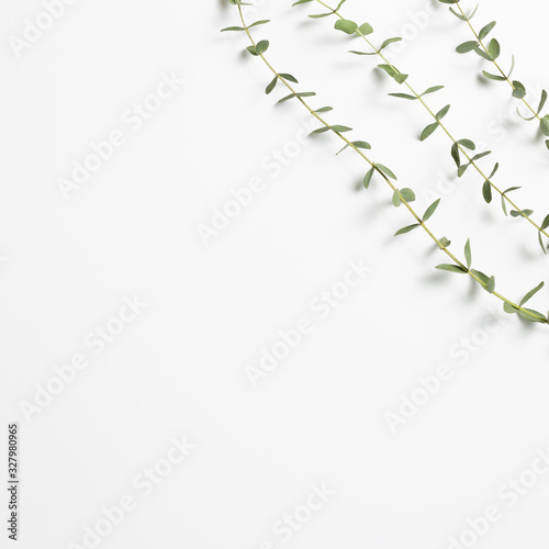 Eucalyptus leaves on white background. Floral composition, flat lay, top view, copy space