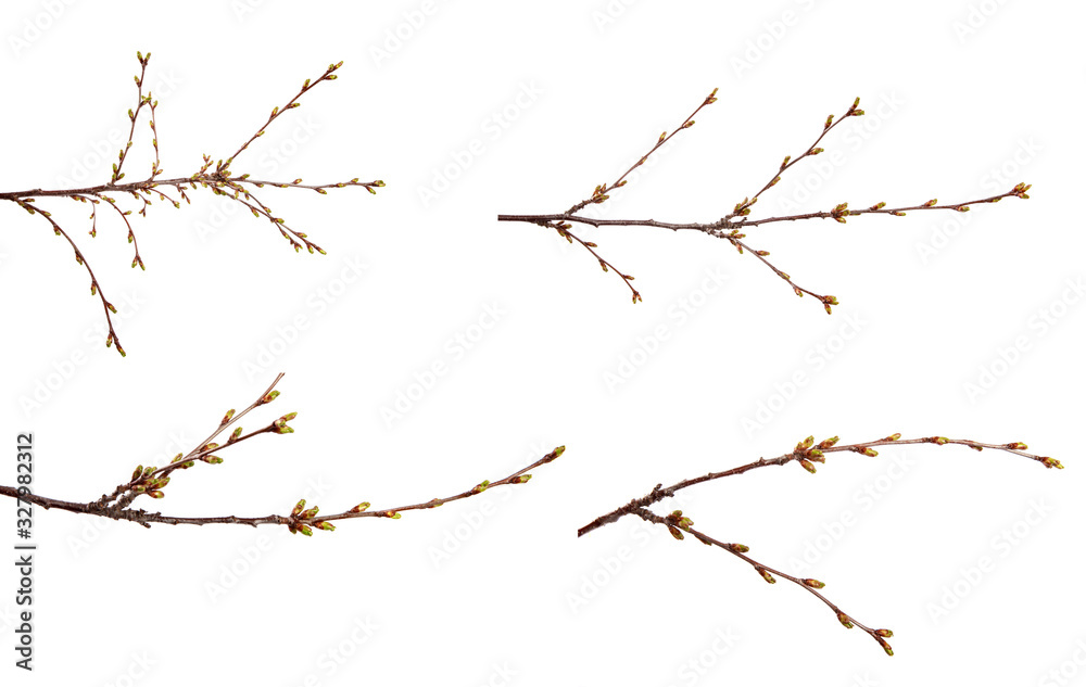 set cherry fruit tree branches with swollen buds on an isolated white background.