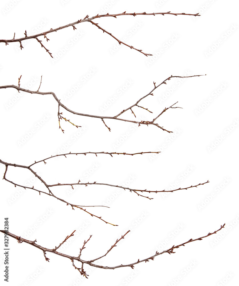set of branches of plum fruit tree with bud on isolated white background