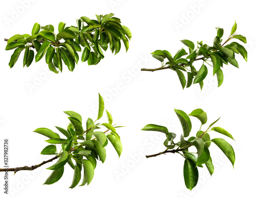 set pear tree branches on an isolated white background. stick pear tree with green foliage isolate