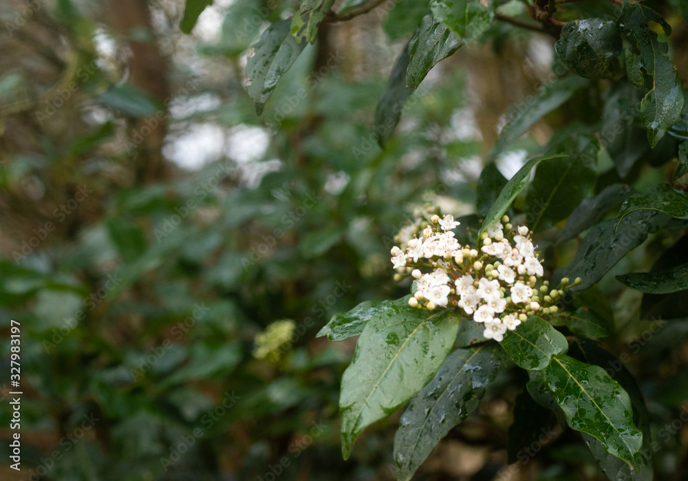 white flowers on tree white flowers on tree
