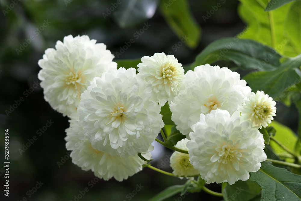 Montanoa grandiflora bipinafita, tree chrysanthmum , pom pom bush, daisy tree Montanoa grandiflora bipinafita, tree chrysanthmum , pom pom bush, daisy tree
