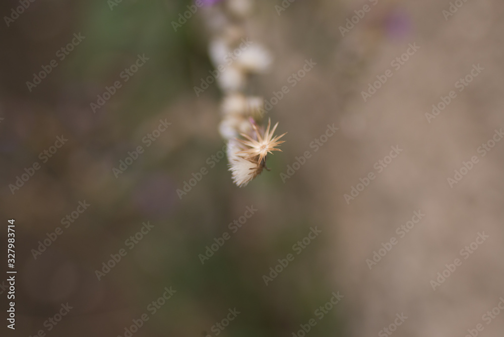 macro macro