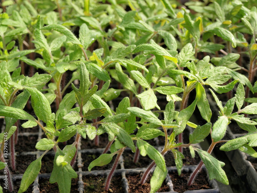 発芽して間もない【トマト】の苗　Tomato seedlings