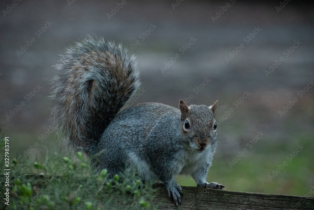 squirrel on a fence