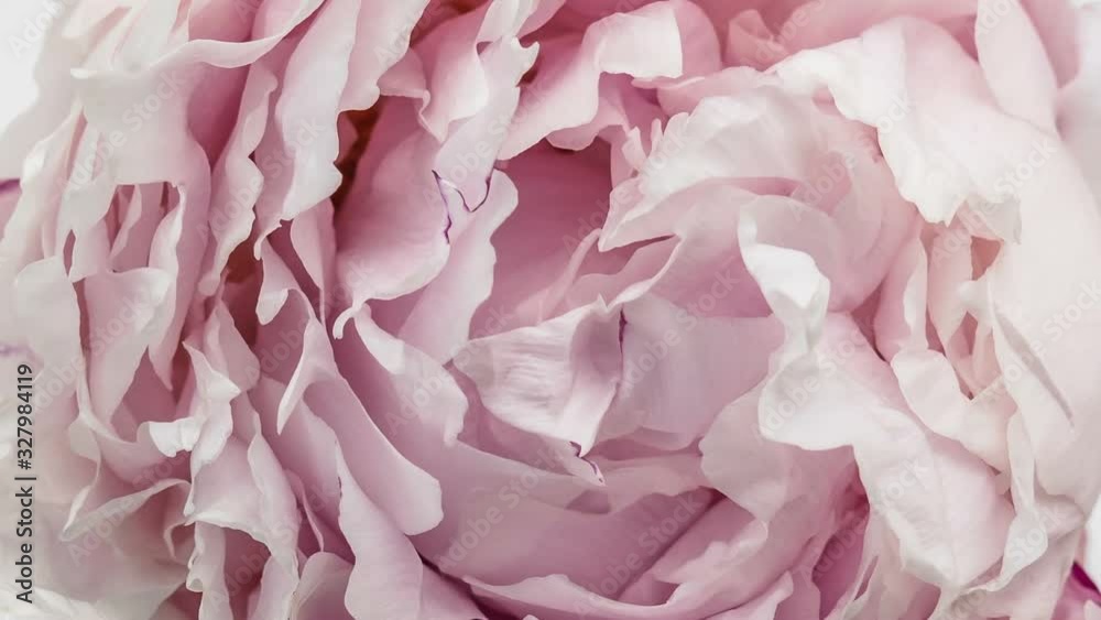 Beautiful Pink Peony Flower background. Blooming roses flower open, time lapse, close-up. Wedding backdrop, Valentine's Day concept. Bouquet on black backdrop, closeup. Beautiful Pink Peony Flower background. Blooming roses flower open, time lapse, close-up. Wedding backdrop, Valentine's Day concept. Bouquet on black backdrop, closeup.