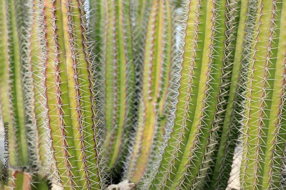 Macro image of textured surface of cactus flower in Aruba island Macro image of textured surface of cactus flower in Aruba island