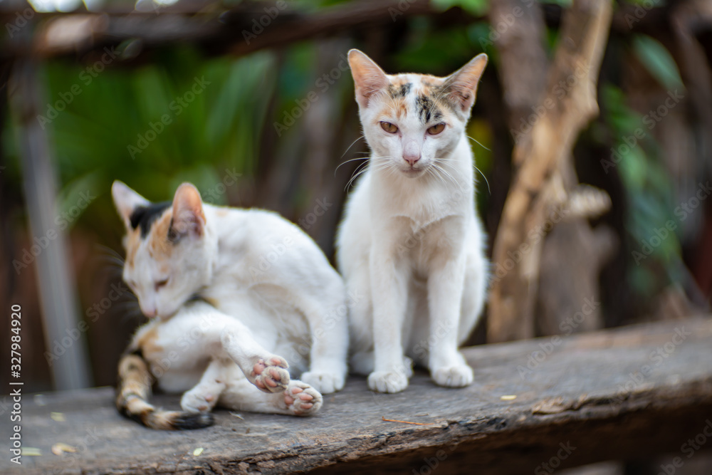 Portrait of two white cats with spot on the wood, close up Thai cat Portrait of two white cats with spot on the wood, close up Thai cat