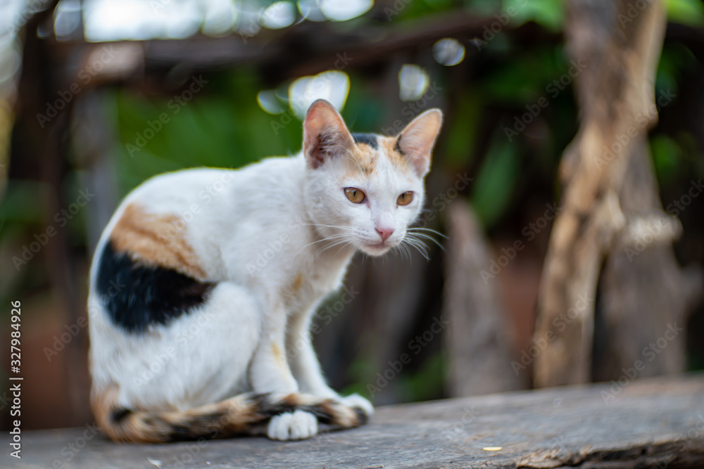 Portrait white cat with spot, close up Thai cat looking