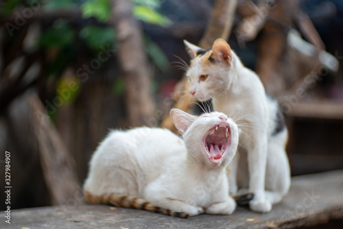 Portrait of two white cats with spot on the wood, close up Thai cat