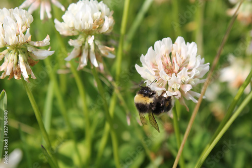 Bumblebee sitting on dutch white clover. Ladino clover growing on the lawn, field or meadow. Plant used in herbal medicine and culinary. Botanical nature background. Summer or spring season