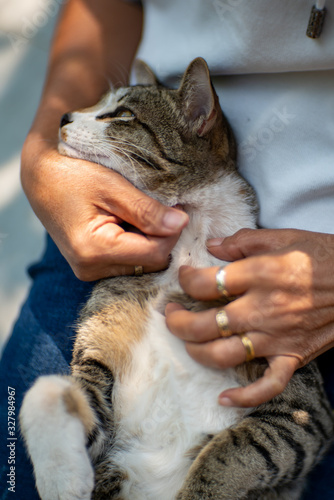 Woman looking for fleas for cats, close up Thai cat