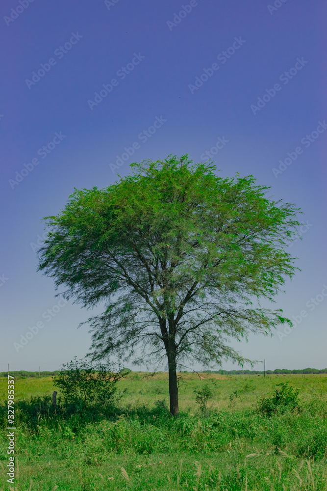 Obraz premium Planta de Algarrobo