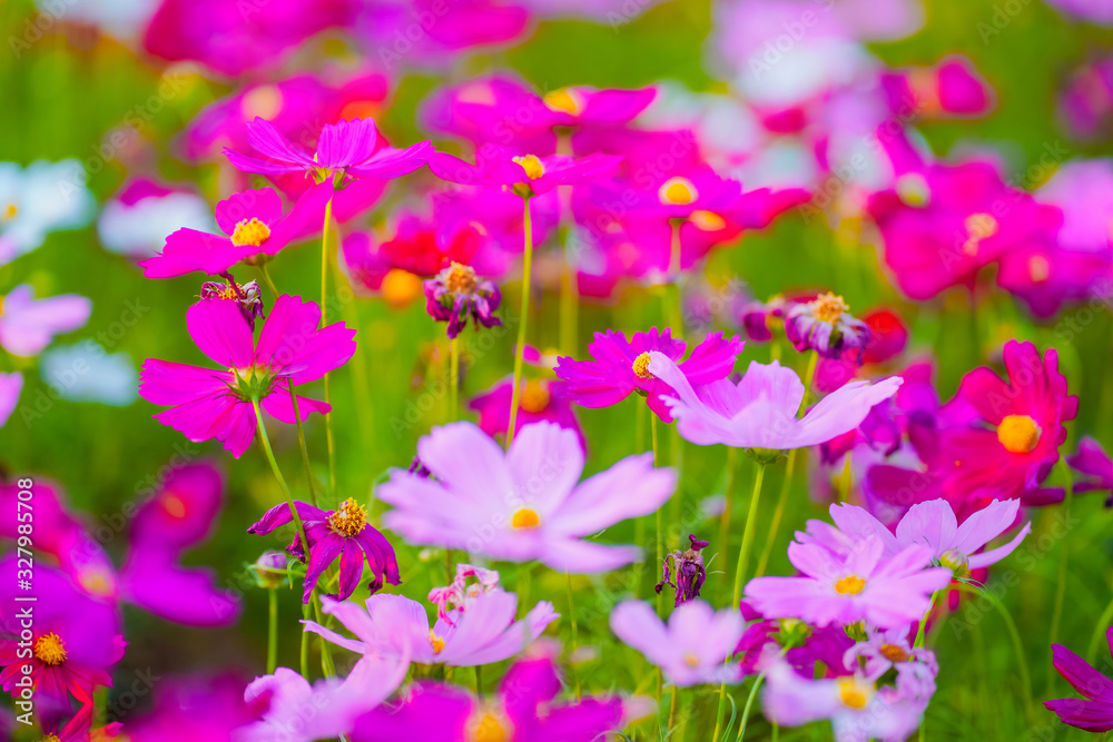 pink flowers in the garden