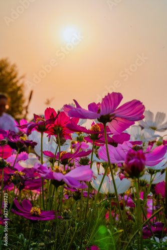 flowers on background of blue sky © Phiphatphong