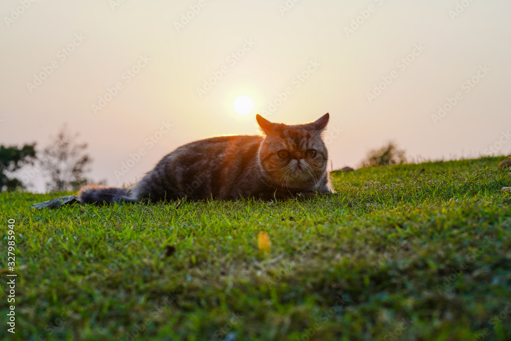 Naklejka premium cat in the grass