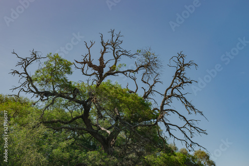 Tableau sur toile Planta de Algarrobo al costado del camino