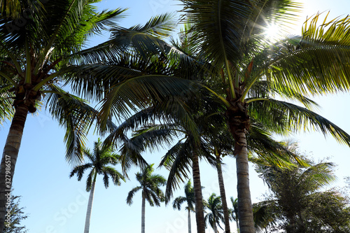 Wallpaper Mural Group of close up tall palm trees leaves over clear blue sky with sunbeam in Florida, USA Torontodigital.ca