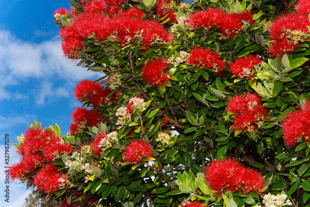 Closeup of bright red summer pohutukawa flowers, New Zealand