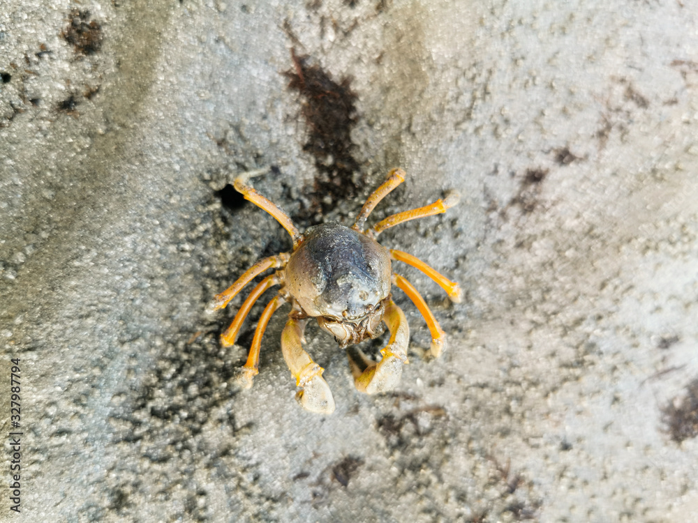 close up small crab on the beach