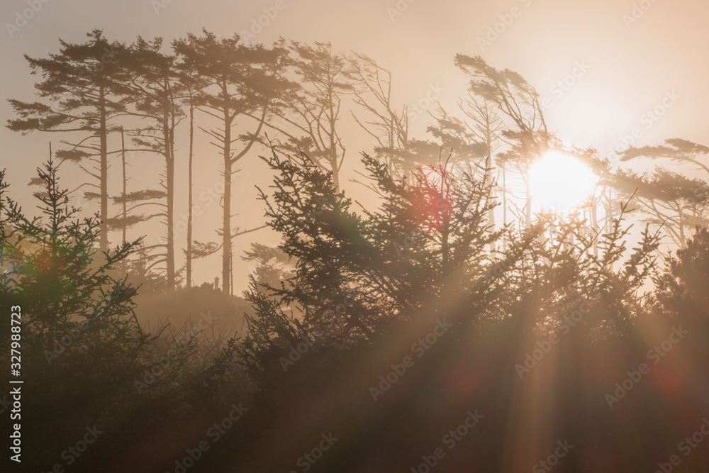 Golden Hour on a Coastal Forest on the Oregon Coast Golden Hour on a Coastal Forest on the Oregon Coast
