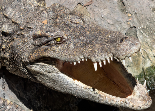 Fototapeta Naklejka Na Ścianę i Meble -  Close up Head of Crocodile was Sunbathing on The Rock
