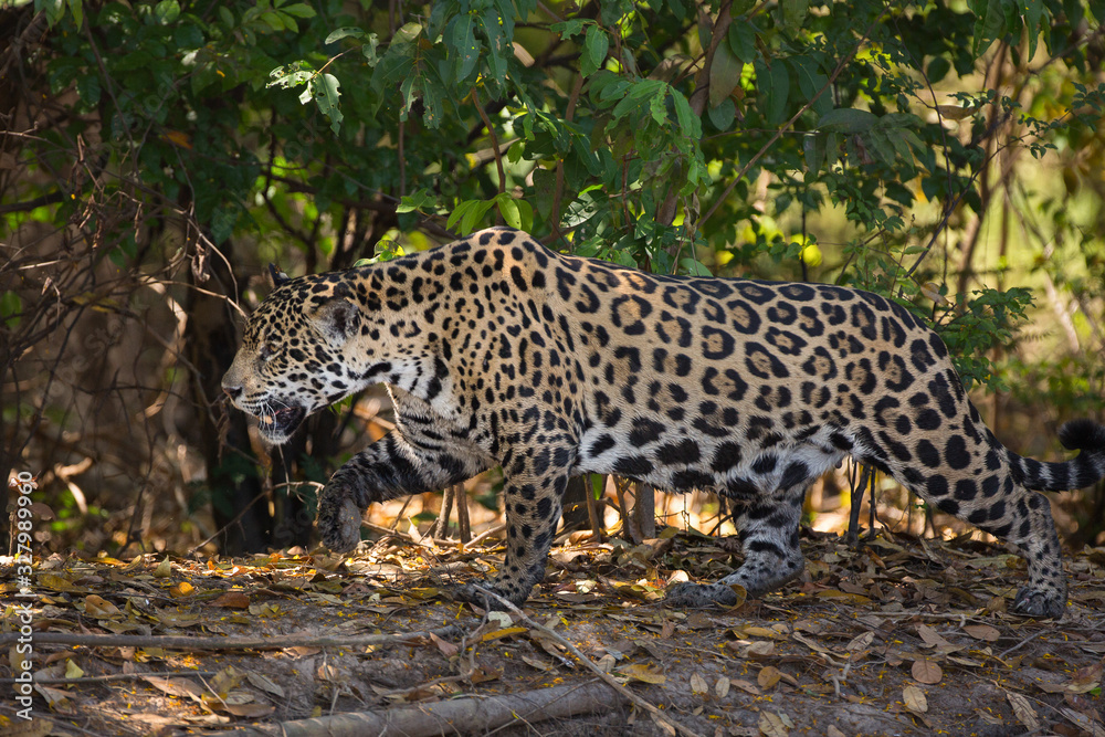 A jaguar, Panthera onca, walking through the jungle in the Pantanal region of Brazil. A jaguar, Panthera onca, walking through the jungle in the Pantanal region of Brazil.