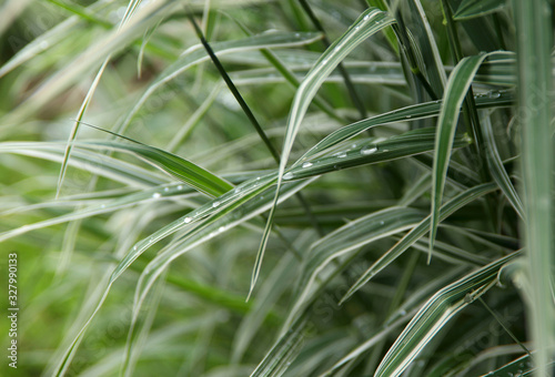 Blurred natural green background. Background of green grass leaves with dew drops. Texture of green leaves after rain. Textured natural background. Beautiful natural backdrop. Close-up, horizontal