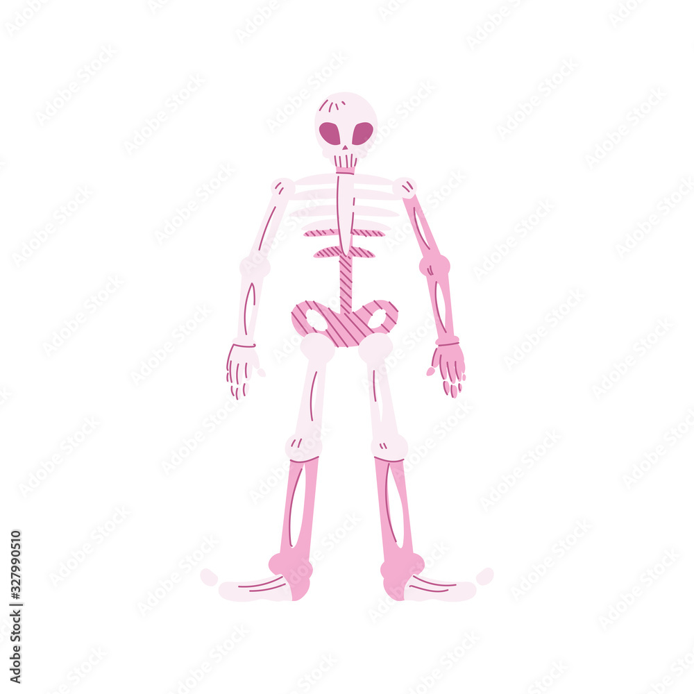 human skeleton, body part on white background human skeleton, body part on white background