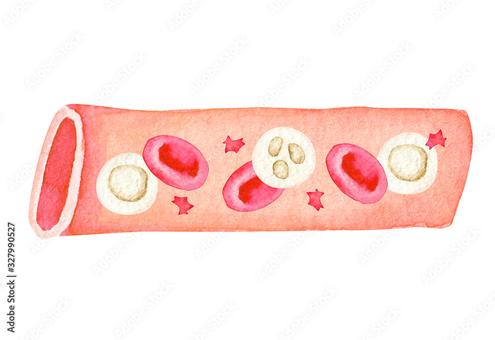 血管 血液 人体 水彩 イラスト Stock イラスト Adobe Stock