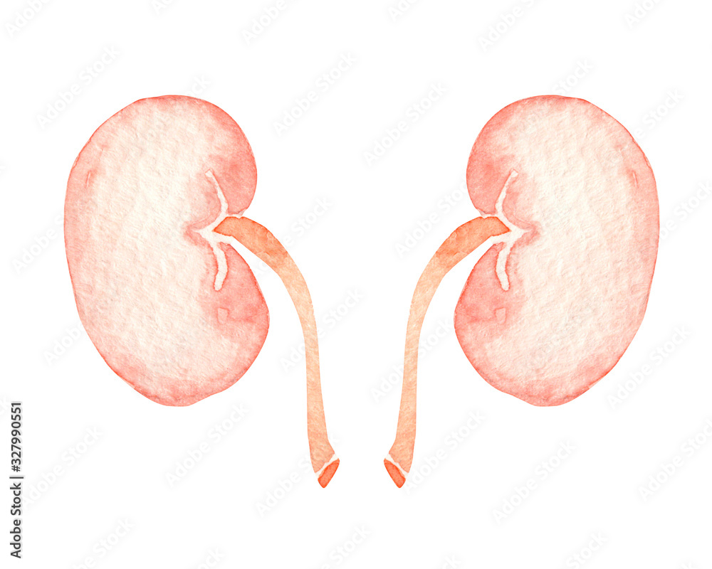 腎臓 人体 臓器 内臓 水彩 イラスト Stock Illustration Adobe Stock