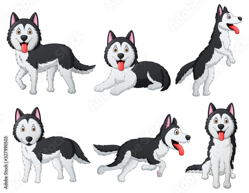 Set of funny siberian husky dog cartoon. Vector illustration