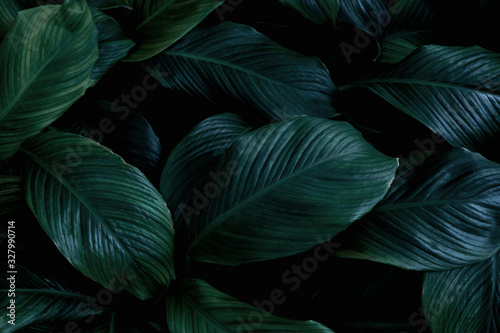 liście Spathiphyllum cannifolium, streszczenie tekstura zielony, tło natura, tropikalny liść