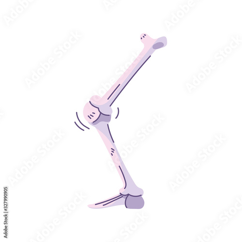 bones of the leg, body part on white background