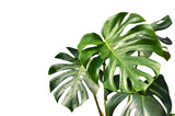 Monstera leaves on white background - isolated
