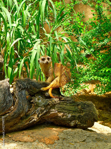 Memphis Zoo Tennessee USA - MEM