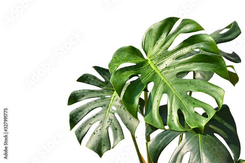 Monstera leaves on white background - isolated photo