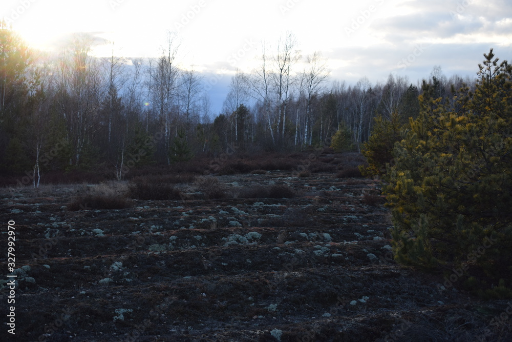 undulating plains next to forest and solitary trees undulating plains next to forest and solitary trees