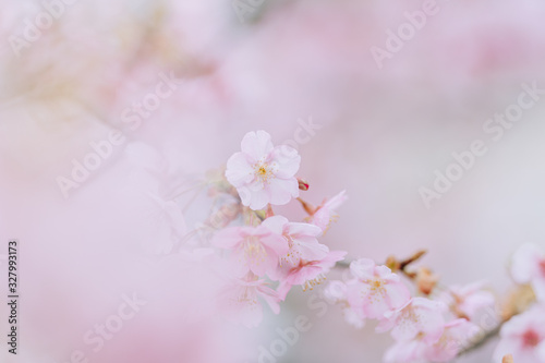日本の桜 © 淳 脇塚