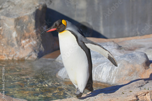 Emperor penguin taking a walk