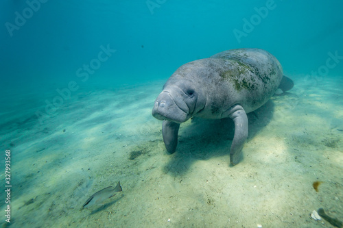 Wide shot of a large, wild, friendly West Indian Manatee (trichechus manatus) approaching the camera underwater. Manatees are very curious and gentle by nature.  photo