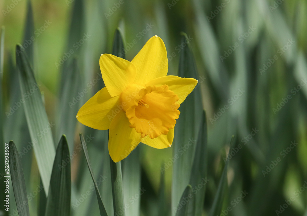 A beautiful Daffodil, Narcissus, growing in a wooded area in the UK. A beautiful Daffodil, Narcissus, growing in a wooded area in the UK.