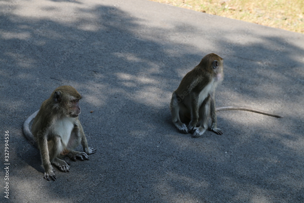 Obraz premium wild monkey in the waykambas lampung forest