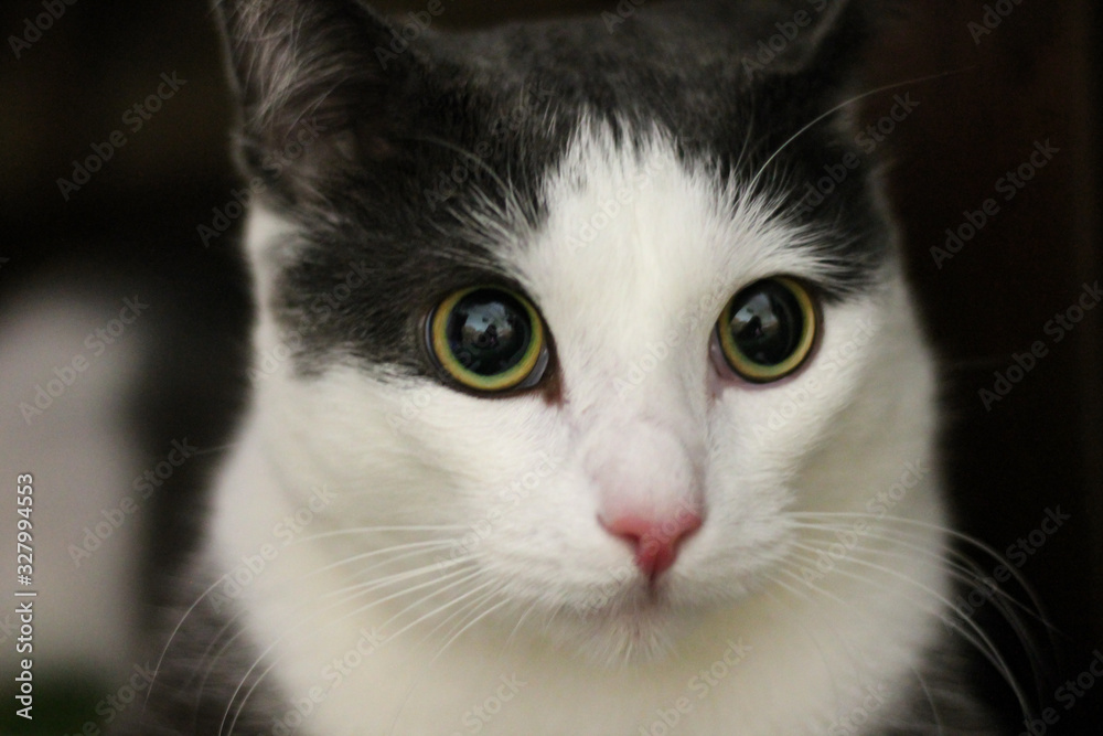 White and gray cat on the floor, close-up, pet
