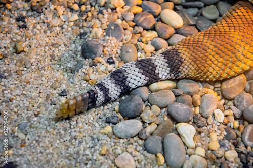 Εκτύπωση καμβά Rattlesnake tail close up view on sand and stones.